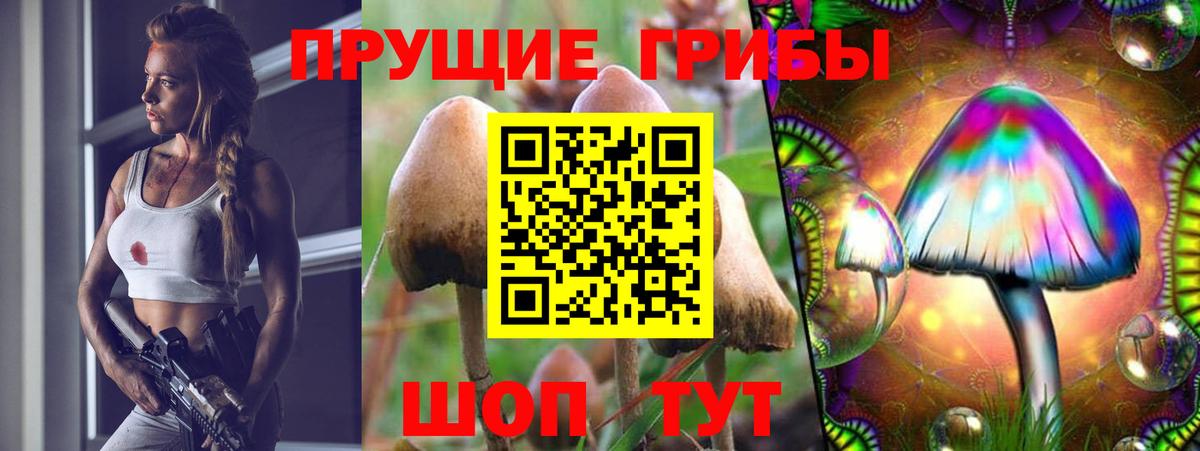 Знаменск  как найти   Вход с VPN  Галлюциногенные грибы мицелий 
